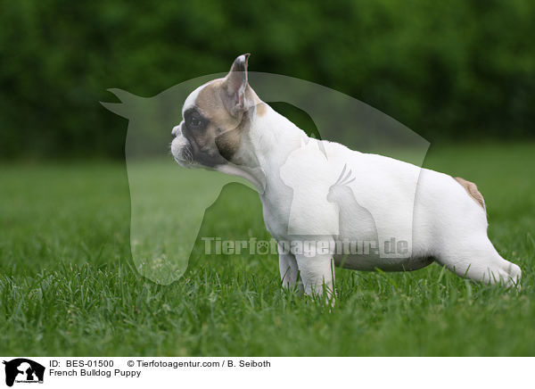 Franzsische Bulldogge Welpe / French Bulldog Puppy / BES-01500