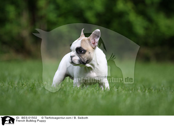Franzsische Bulldogge Welpe / French Bulldog Puppy / BES-01502