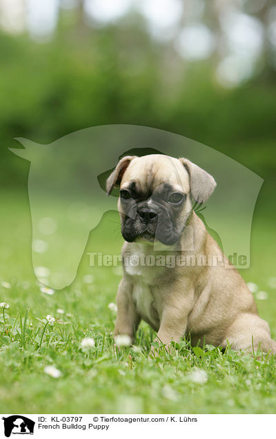 Franzsische Bulldogge Welpe / French Bulldog Puppy / KL-03797