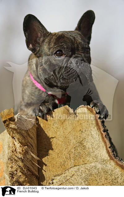Franzsische Bulldogge / French Bulldog / DJ-01043