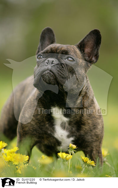 Franzsische Bulldogge / French Bulldog / DJ-01220