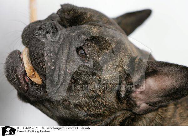 Franzsische Bulldogge Portrait / French Bulldog Portrait / DJ-01287
