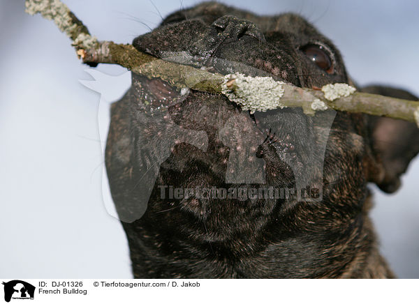 Franzsische Bulldogge / French Bulldog / DJ-01326