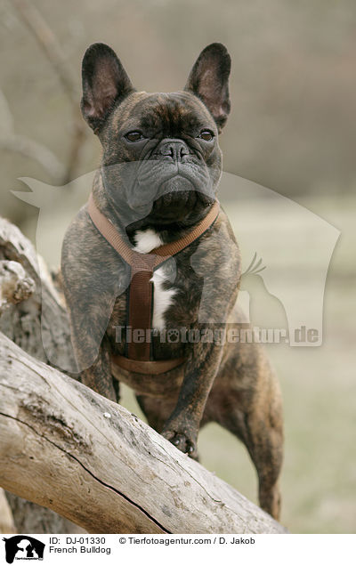 Franzsische Bulldogge / French Bulldog / DJ-01330
