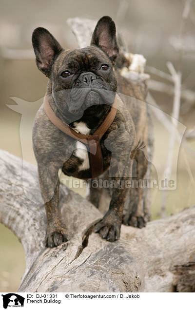 Franzsische Bulldogge / French Bulldog / DJ-01331