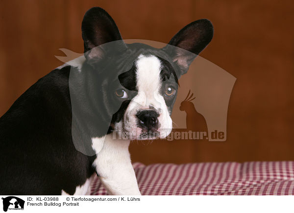 Franzsische Bulldogge Portrait / French Bulldog Portrait / KL-03988