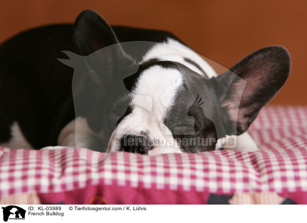 Franzsische Bulldogge / French Bulldog / KL-03989