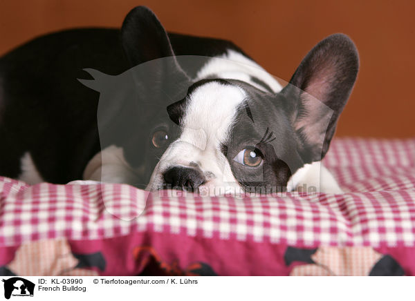 Franzsische Bulldogge / French Bulldog / KL-03990