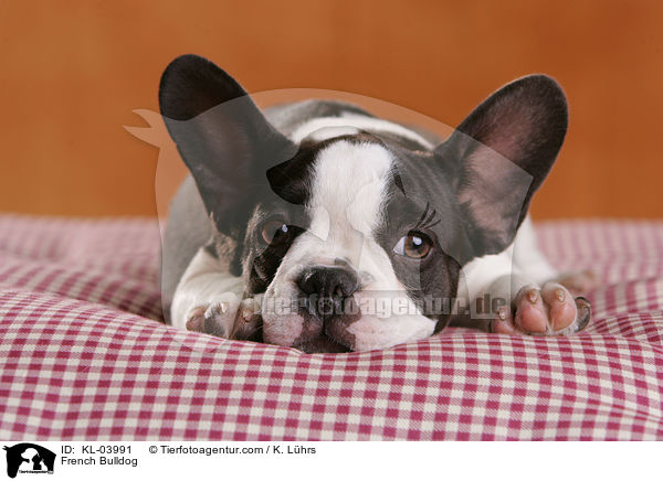 Franzsische Bulldogge / French Bulldog / KL-03991