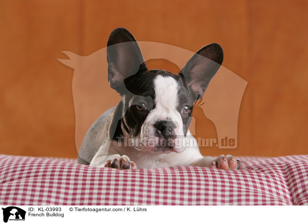 Franzsische Bulldogge / French Bulldog / KL-03993