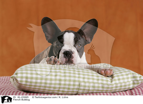 Franzsische Bulldogge / French Bulldog / KL-03995