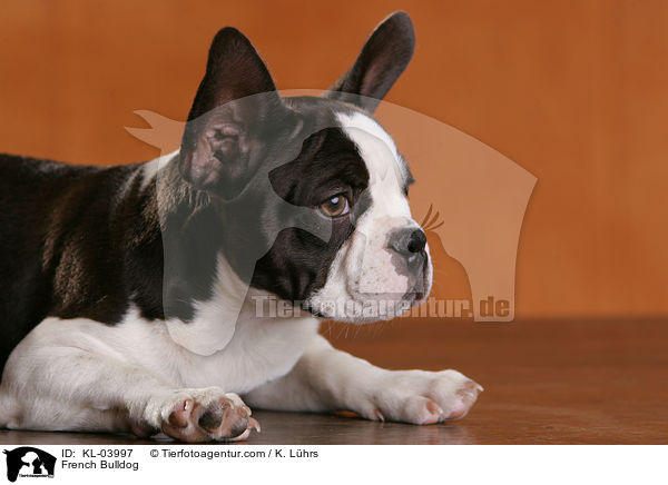 Franzsische Bulldogge / French Bulldog / KL-03997