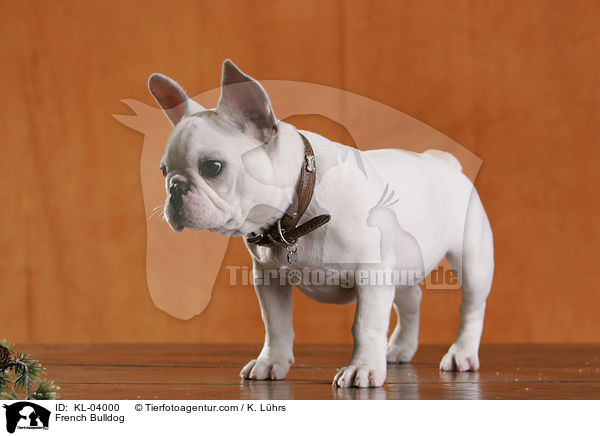Franzsische Bulldogge / French Bulldog / KL-04000