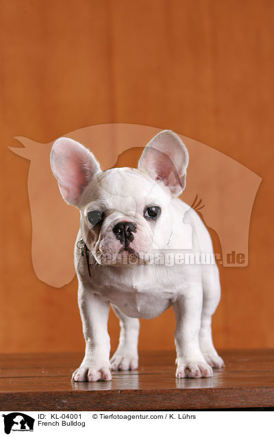 Franzsische Bulldogge / French Bulldog / KL-04001