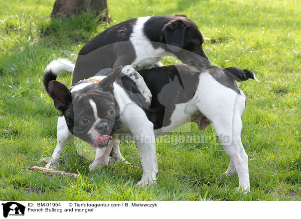 Franzsische Bulldogge und Mischling / French Bulldog and mongrel / BM-01954