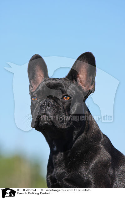 Franzsische Bulldogge Portrait / French Bulldog Portrait / IF-05624