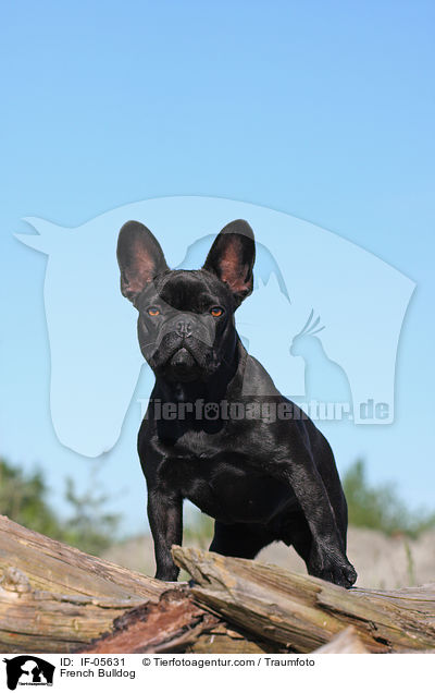 Franzsische Bulldogge / French Bulldog / IF-05631