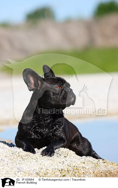 Franzsische Bulldogge / French Bulldog / IF-05664