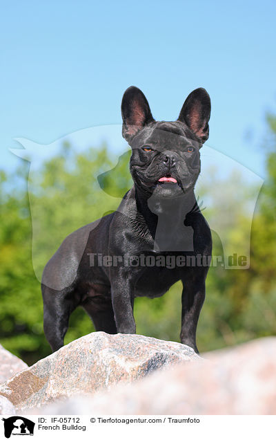 Franzsische Bulldogge / French Bulldog / IF-05712