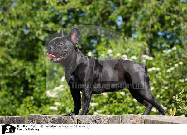 Franzsische Bulldogge / French Bulldog / IF-05720