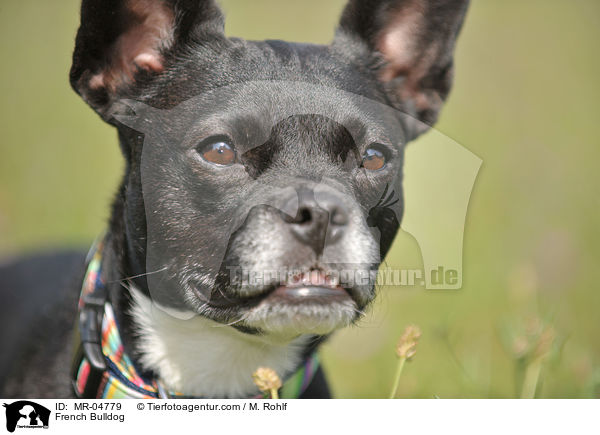 Franzsische Bulldogge / French Bulldog / MR-04779