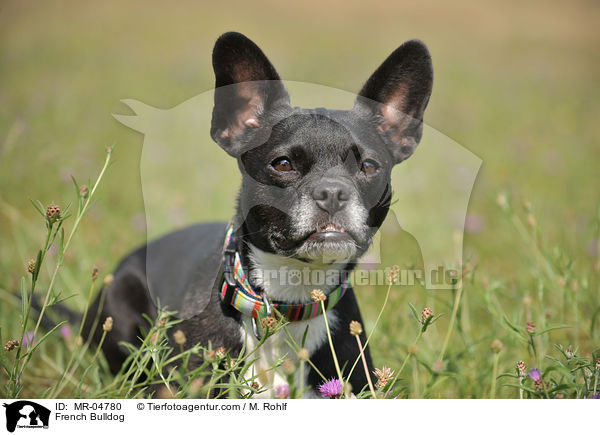 Franzsische Bulldogge / French Bulldog / MR-04780