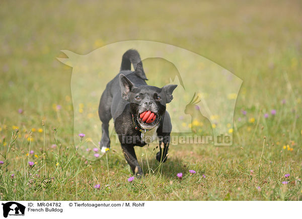 Franzsische Bulldogge / French Bulldog / MR-04782