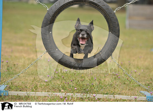 Franzsische Bulldogge / French Bulldog / MR-04788