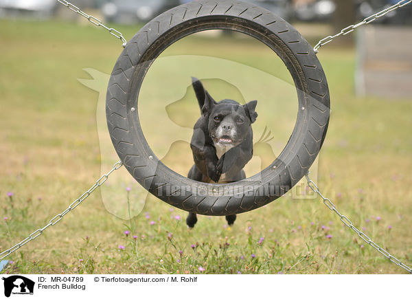 Franzsische Bulldogge / French Bulldog / MR-04789