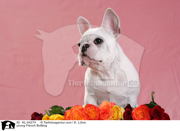 junge Franzsische Bulldogge / young French Bulldog / KL-04274