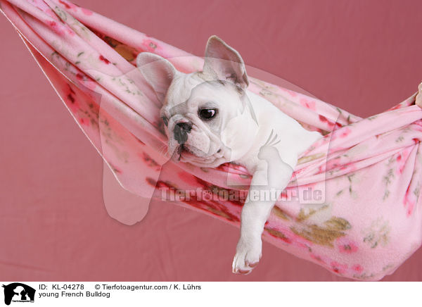 junge Franzsische Bulldogge / young French Bulldog / KL-04278