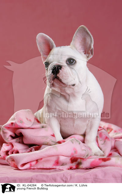 junge Franzsische Bulldogge / young French Bulldog / KL-04284