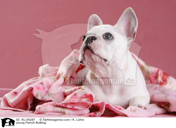 junge Franzsische Bulldogge / young French Bulldog / KL-04287