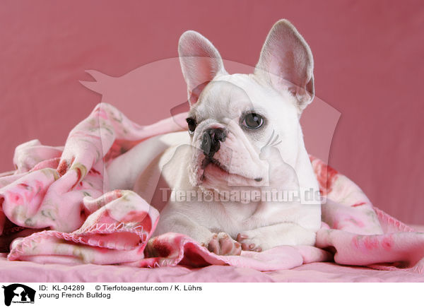 junge Franzsische Bulldogge / young French Bulldog / KL-04289