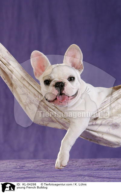 junge Franzsische Bulldogge / young French Bulldog / KL-04298