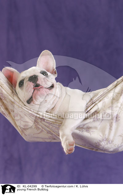 junge Franzsische Bulldogge / young French Bulldog / KL-04299