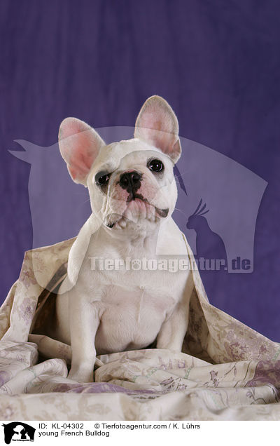 junge Franzsische Bulldogge / young French Bulldog / KL-04302