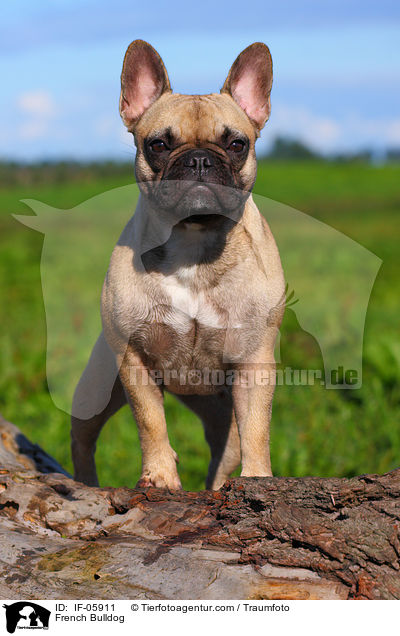 Franzsische Bulldogge / French Bulldog / IF-05911
