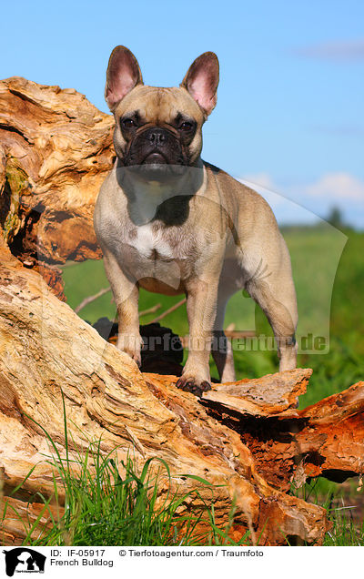 Franzsische Bulldogge / French Bulldog / IF-05917