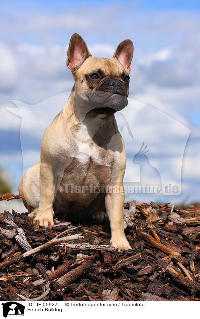 Franzsische Bulldogge / French Bulldog / IF-05927