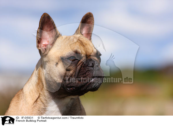 Franzsische Bulldogge Portrait / French Bulldog Portrait / IF-05931