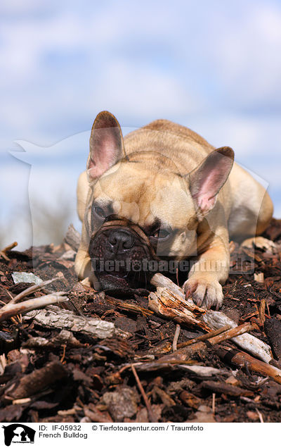 Franzsische Bulldogge / French Bulldog / IF-05932