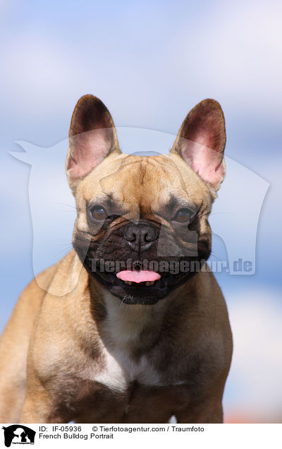 Franzsische Bulldogge Portrait / French Bulldog Portrait / IF-05936