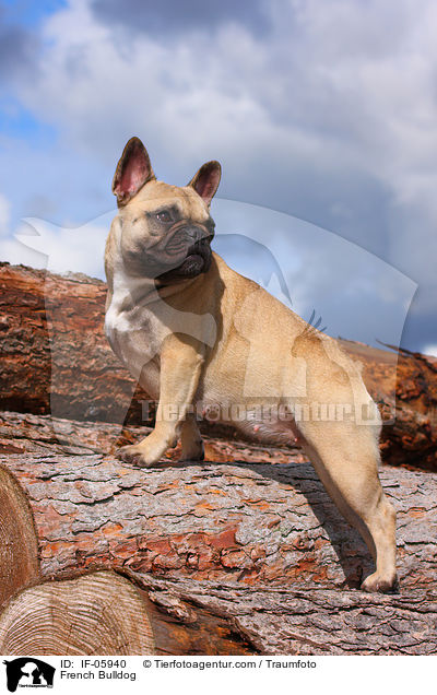 Franzsische Bulldogge / French Bulldog / IF-05940