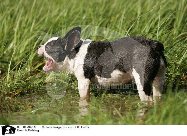 Franzsische Bulldogge / French Bulldog / KL-04516