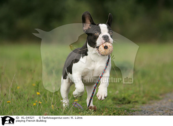 spielende Franzsische Bulldogge / playing French Bulldog / KL-04521