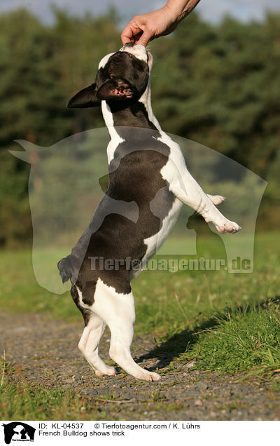 Franzsische Bulldogge macht Mnnchen / French Bulldog shows trick / KL-04537