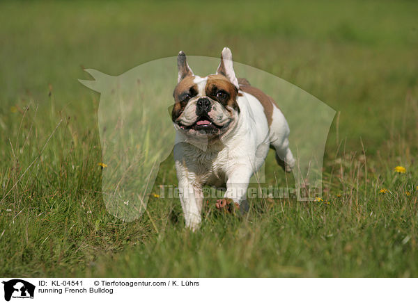 running French Bulldog / KL-04541