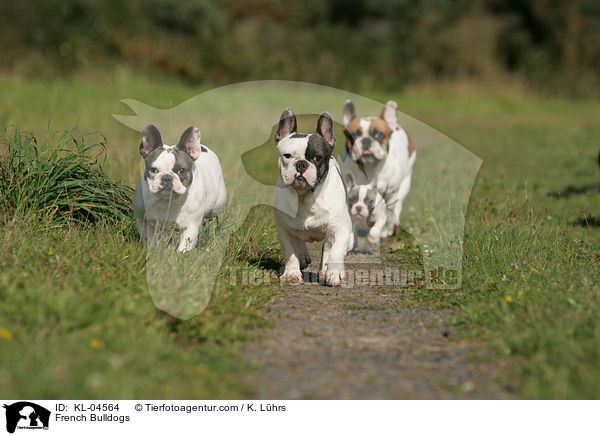 French Bulldogs / KL-04564