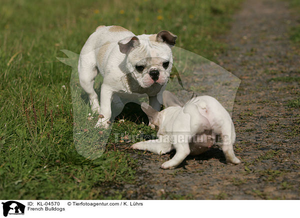 French Bulldogs / KL-04570